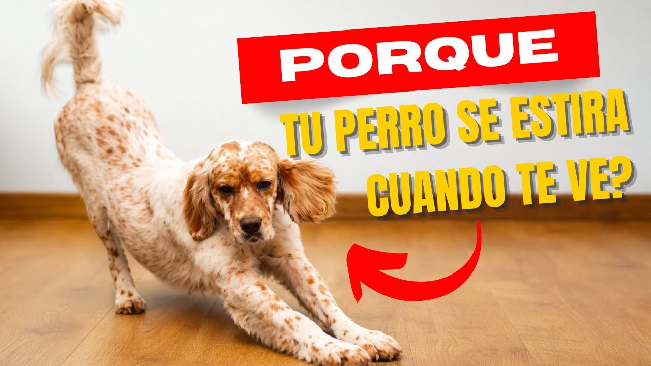 15 comportamientos de tu perro que tienen un significado profundo (¡Te sorprenderán!) 🐾🧠