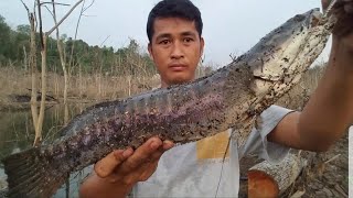 How to Catchings Giant Snake Head Fish with eel