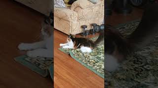 Crazy active time l Calico cats video