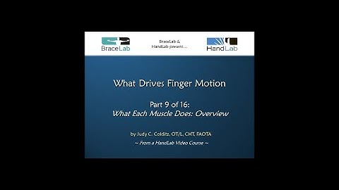 What Drives Finger Motion Part 9 of 16: What Each Muscle Does: Overview