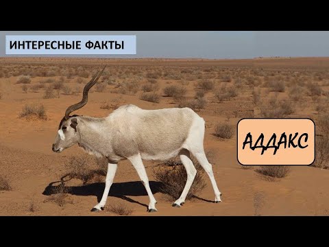АДДАКС/Копытные/Животные/Интересные факты