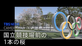 国立競技場を見つめる1本の桜【カメラマンCLIP】