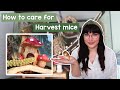 How to care for Harvest mice as pets