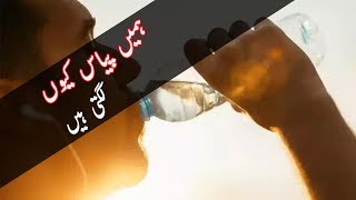 why do we thirsty | ہمیں پیاس کیوں لگتی ہیں. |  Desi Herbal