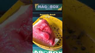 Maggot edisi diet makan apa sih? #blacksoldierfly #kandangbsf #magobox #zerowaste #maggotbsf #box