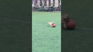 Worlds Coolest Dog in Chinatown, NY 2018 Wealth