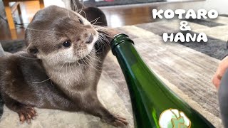 カワウソの前でボンっ！と栓抜く音出したらマネしてきた　Otter Makes the Sound of Popping a Cork