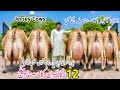 🔥 Jersey Cows Mega Sale | 12 High Milk Cows at Lowest Price Ever | Limited Offer Pakistan 🔥
