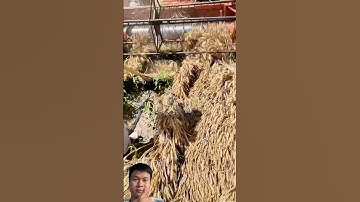 Thu hoạch lúa không phải phá bỏ cây ớt, thật là sáng tạo. #youtubeshort #new #useful #farming #new