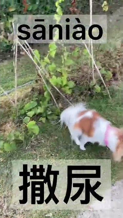 3-ways-to-say-pee-in-chinese-mandarin-learnchinese-learnmandarin