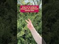 СЕКРЕТ КРЕПКОГО СЕРДЦА