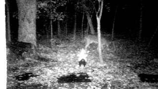 Skunk vs. Coyotes