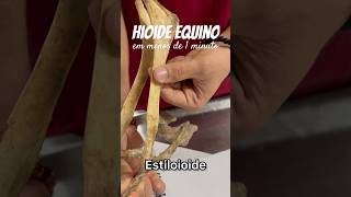 Descomplicando Hioide Equino 👊🏻🐴 #medicinaveterinaria #anatomia #medvetlife