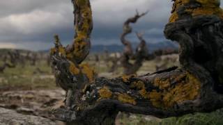 BARRIKA JAUNA :: TRADIZIO FAMILIARRA :: VINO Y VIDA