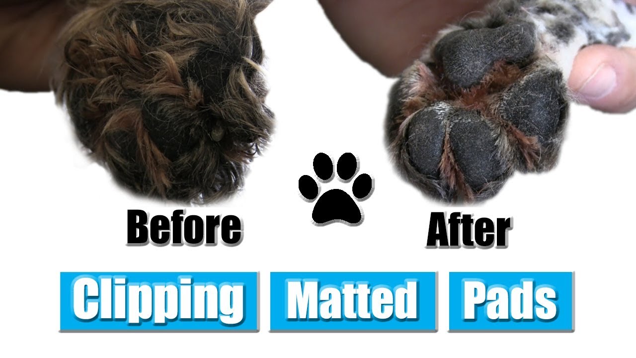 How To Clip Matted Dog Pads - YouTube