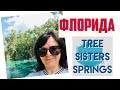 Источник Tree sisters springs во Флориде/Ламантины