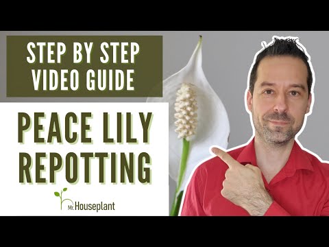 Peace Lily Repotting (Step-By-Step Video Guide)