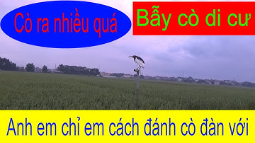 Bẫy cò di cư... cò ra nhiều mà được ít quá anh em ạ!