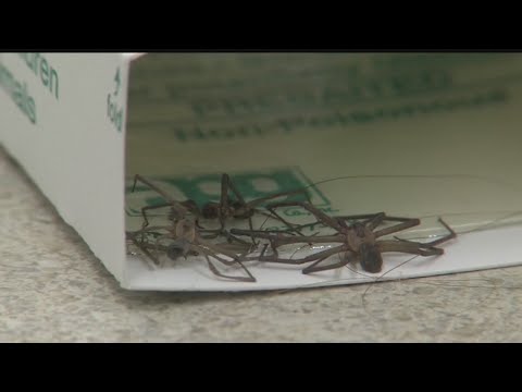 'Be vigilant': North Jackson man bit by poisonous brown recluse spider