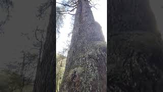 Nature best healer to meditate yourself #kanasar #koti #chakrata #travel #meditaion #spiritual