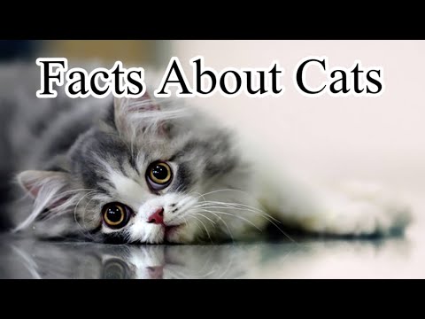 10 Fascinating Facts About Cats - YouTube