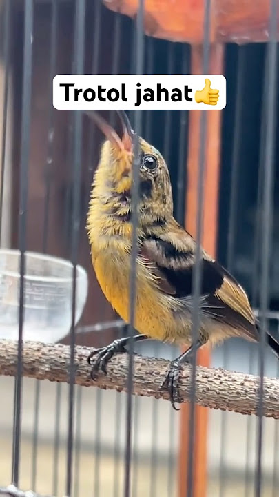 Konin Calon mengusai gantangan #kicaumania #koninjuara #shorts