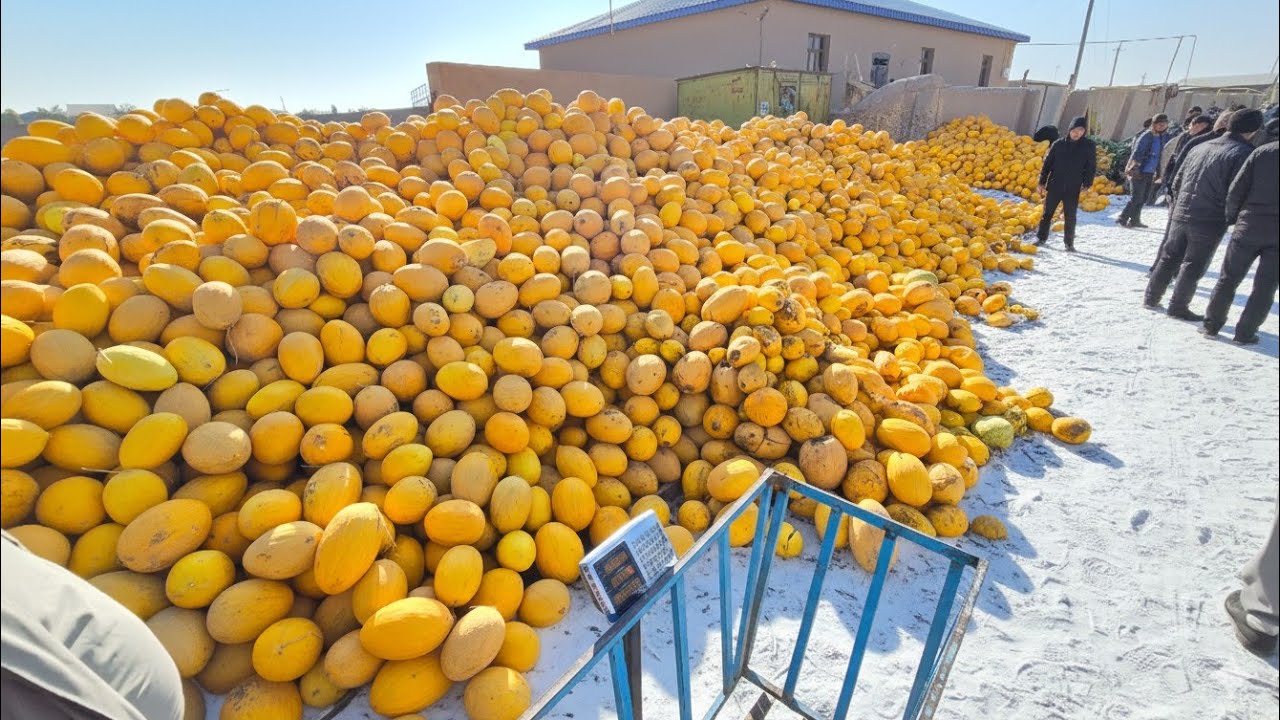 500-600 СУМДАН КОВУН ТАРВУЗ АРЗОНЧИЛИК! ТУРТКУЛЬ КОВУН ТАРВУЗ БОЗОР НАРХЛАРИ 19 января 2026 г.