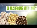 Do mushrooms need light to grow  grocycle