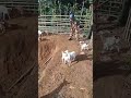 Looking For Their Mother Trendingshorts Funny Trendingvideo KambinganATBP Looking For Their Mother Trendingshorts Funny Trendingvideo KambinganATBP