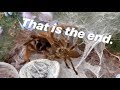 Things DIDN’T END TOO WELL for this male TARANTULA ..