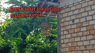 perkutut lokal super kung suara besar penjaga teras