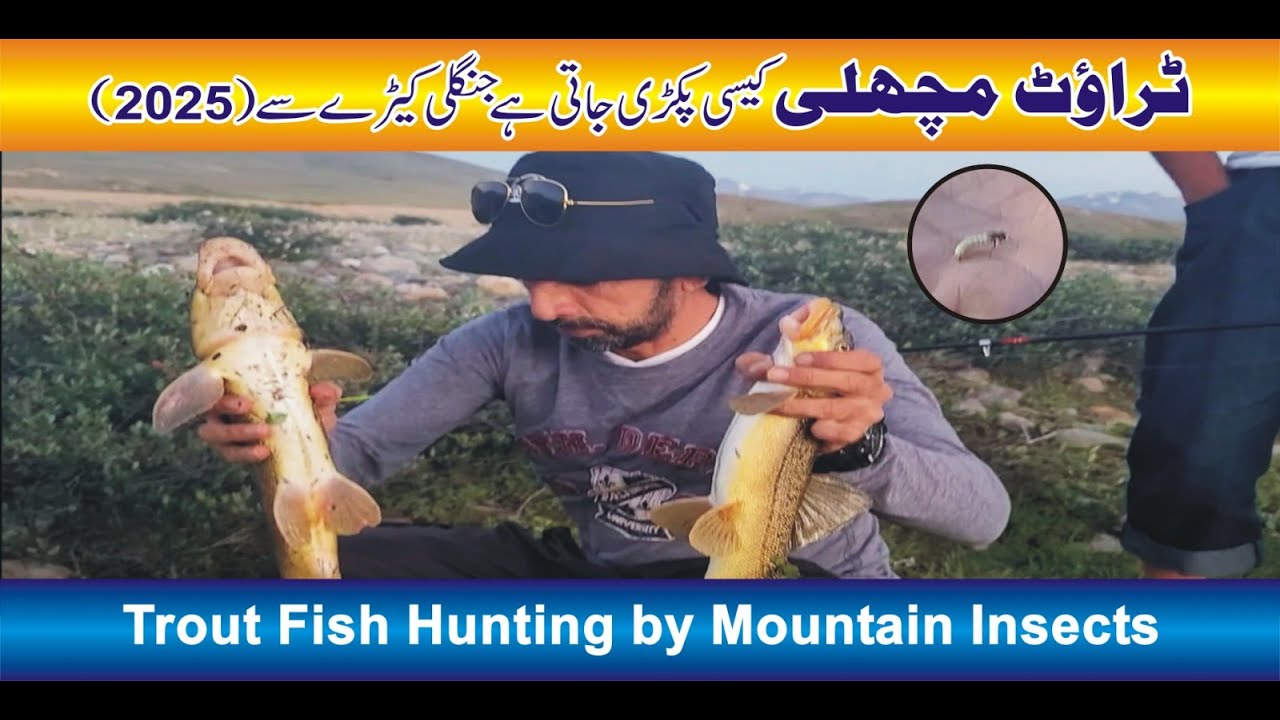 Trout fishing technique by mountain insects in skardu gilgit || trout fishing deosai skardu || trout