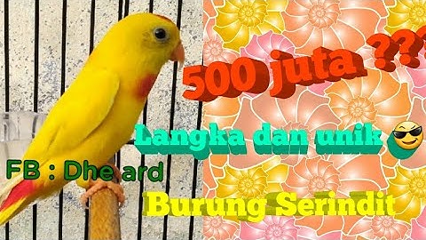 Burung Serindit warna cantik unik dan langka harganya fantastis