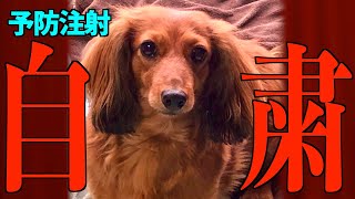 はなちゃん 犬 筑後 弁