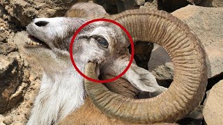 Most Dangerous Animal Body Parts That Can Kill Them
