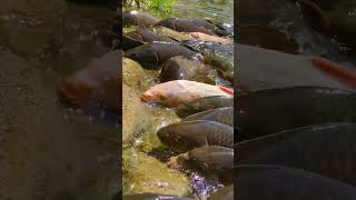 Sazan Baliqlar Damda