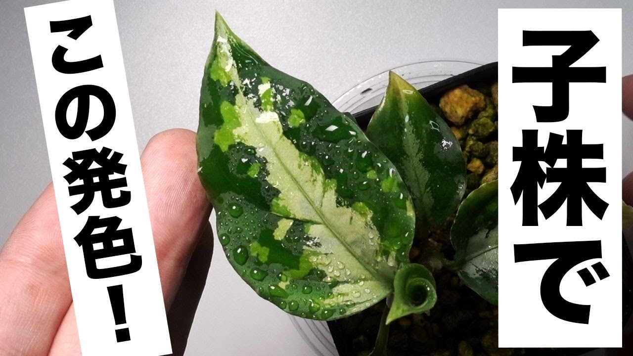 ニルヴァーシュAZ便　Aglaonema pictum AZ便】アグラオネマ ニルヴァーシュの成長記録！冬は殆ど動かなかった