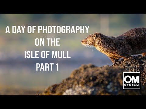 Dawn until dusk on the ISLE OF MULL Part 1 - Wildlife Photography - OM System OM-1
