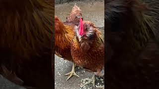 Is this a rooster or a hen? Another clue! #chicken #freerangechickens  #backyardchickens