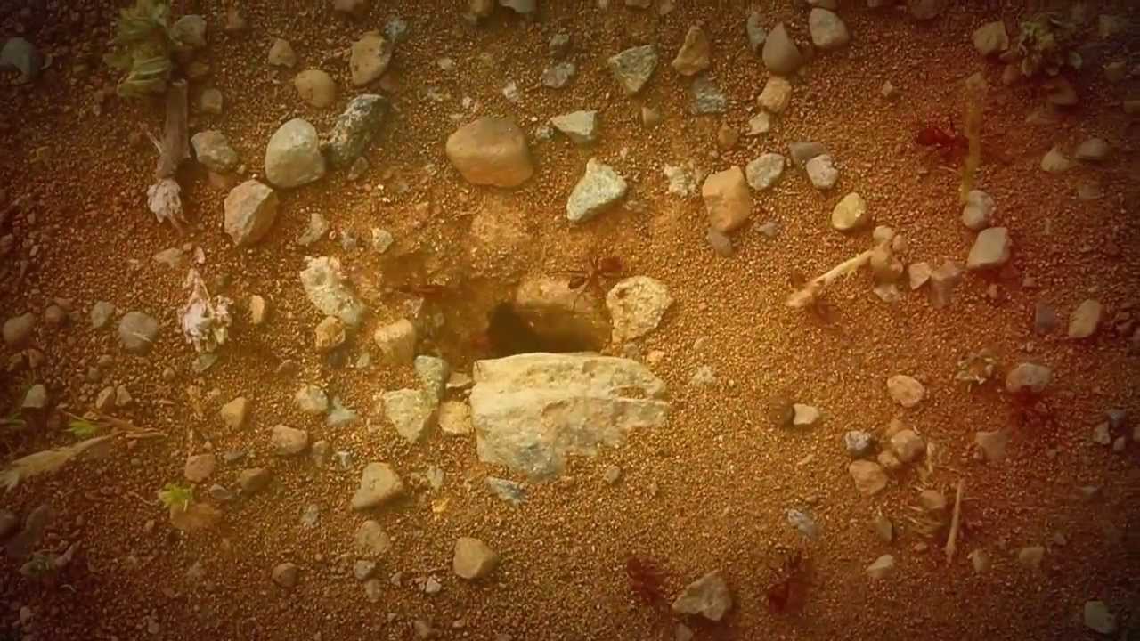 UNOJAH Von Zeit Zu Zeit YouTube