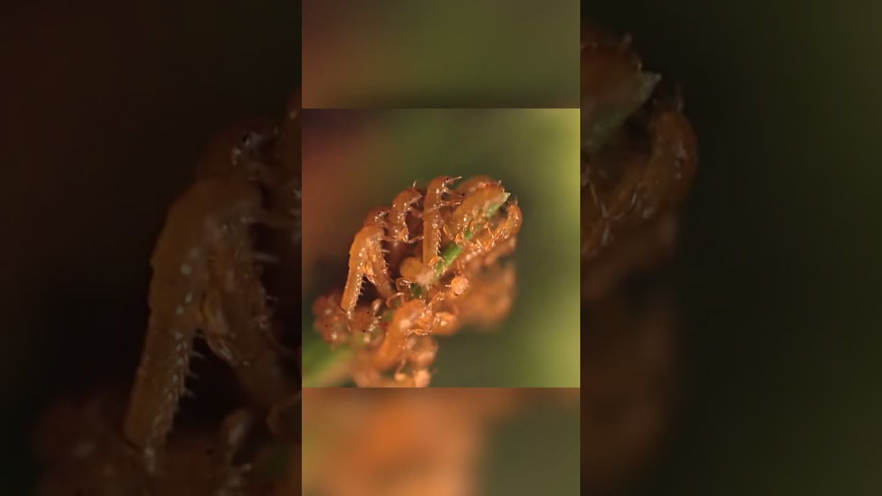 Эти полчища поджидают на цветках жертву