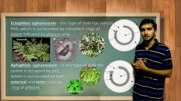 Types of Stele and its evolution in Pteridophytes