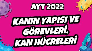 Kanın Yapısı ve Görevleri, Kan Hücreleri | AYT Biyoloji 2022 #hedefekoş