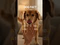 Your Dog Knows You’re Stressed 😳🐕 | Here’s How #dogfacts #doganxiety #thestorytellingdog