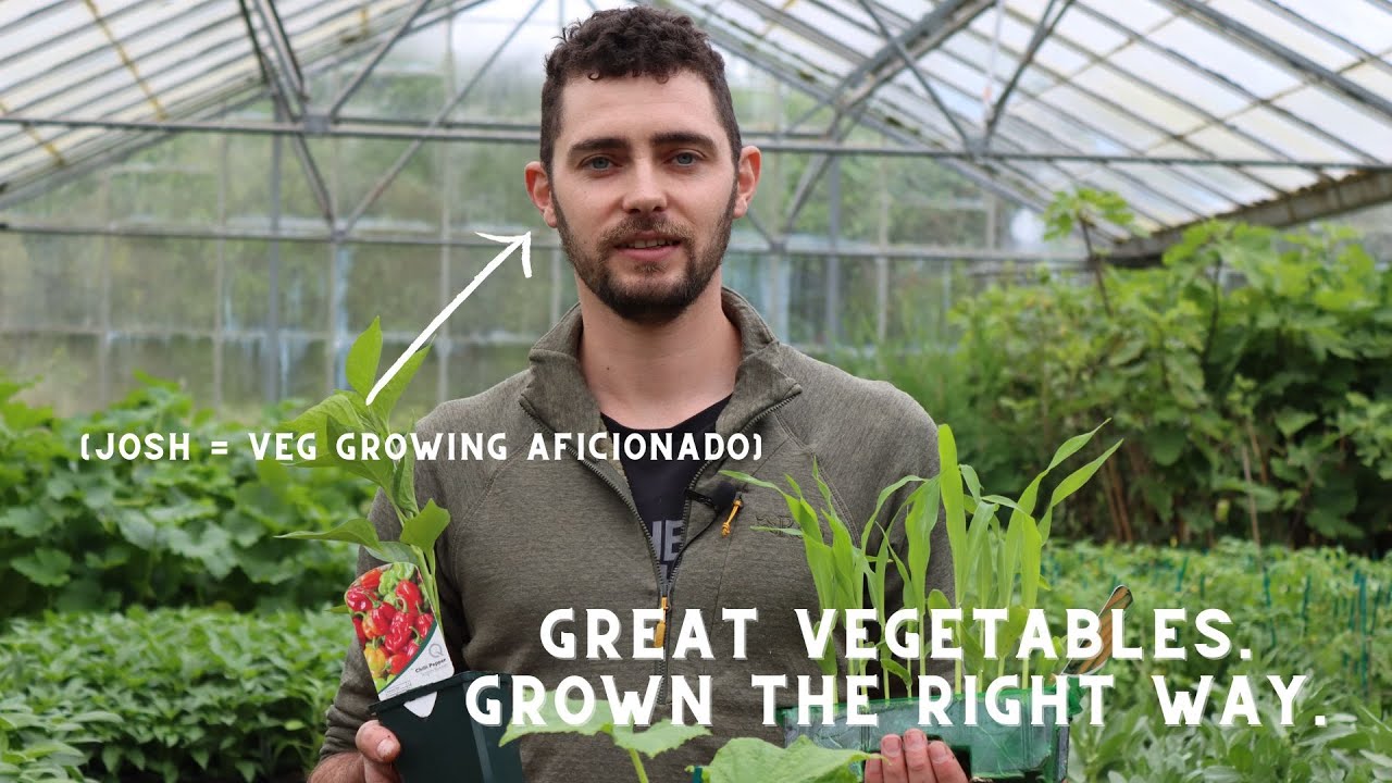 How we grow veg - YouTube