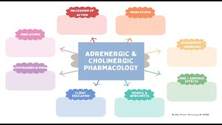 Adrenergic and Cholinergic Pharmacology (Beta blockers and more) | RN & APRN Concept Map Lecture
