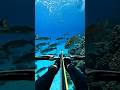 Underwater Archery Bow for Spearfishing