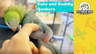 Cute and Cuddly Quaker Babies | Victorian Bird Co