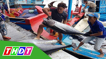 Ngư dân Khánh Hòa trúng đậm cá ngừ Đại Dương | THDT