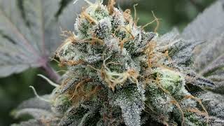 Purps and berries 